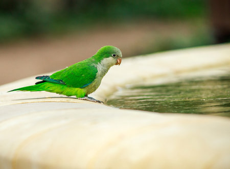 Funny green parrot, Monk parakeet, Myiopsitta monachus, looks into the water at a fountain in Malaga...