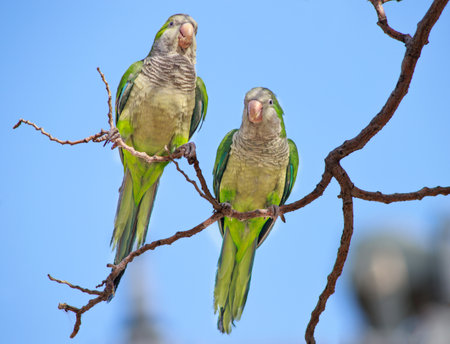 Two funny green parrots, Monk parakeet, Myiopsitta monachus, sitting on a tree branch, in the city...