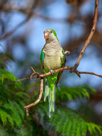 Funny green parrot, Monk parakeet, Myiopsitta monachus, sits on a tree branch, in the city park of...