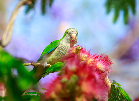 Funny green parrot, Monk parakeet, Myiopsitta monachus, sits on a tree branch against a background...