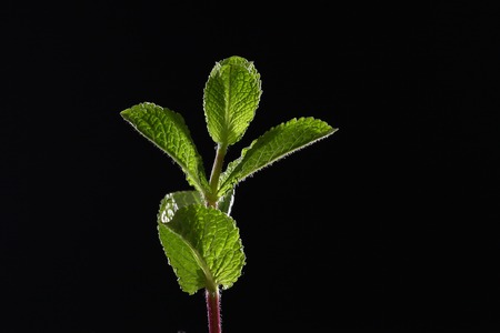 A branch of mint on a black background. Mint leaves on a black background. Beautiful light. Place...