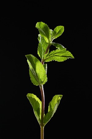 A branch of mint on a black background. Mint leaves on a black background. Beautiful light. Place for inscription.の写真素材