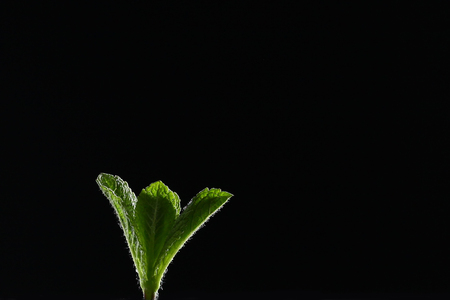 A branch of mint on a black background. Mint leaves on a black background. Beautiful light. Place for inscription.の写真素材