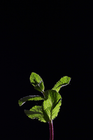 A branch of mint on a black background. Mint leaves on a black background. Beautiful light. Place for inscription.の写真素材