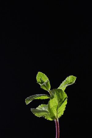 A branch of mint on a black background. Mint leaves on a black background. Beautiful light. Place for inscription.の写真素材