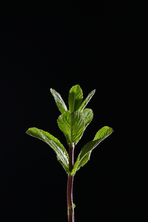 A branch of mint on a black background. Mint leaves on a black background. Beautiful light. Place for inscription.の写真素材