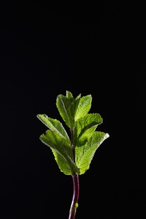 A branch of mint on a black background. Mint leaves on a black background. Beautiful light. Place for inscription.の写真素材