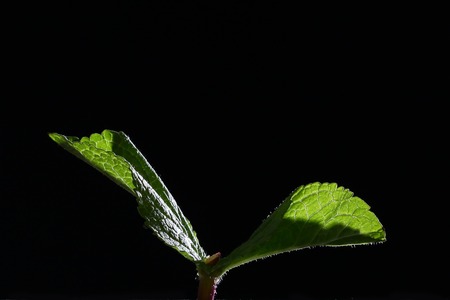 Two leaves of mint on a black background. For designers. Black background.