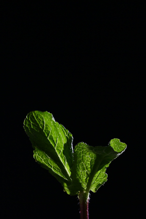 A branch of mint on a black background. Mint leaves on a black background. Beautiful light. Place for inscription.の写真素材