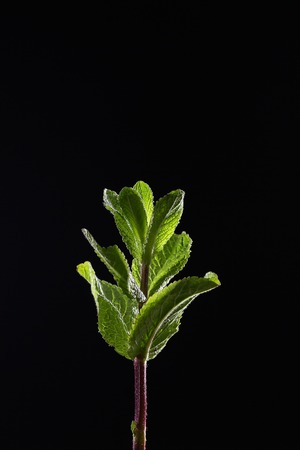 A branch of mint on a black background. Mint leaves on a black background. Beautiful light. Place for inscription.の写真素材