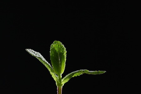 A branch of mint on a black background. Mint leaves on a black background. Beautiful light. Place for inscription.の写真素材