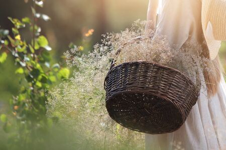 A large wicker basket in dry wildflowers in the hands of a girl. Photo without a face on a background of nature. Copy space.の写真素材