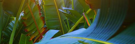 Macro photo of banana leaves. A narrow banner. Copy of the space. The image is out of focus.