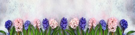 Pink and blue hyacinths on a light background. Long banner. Top view. Copy space.の写真素材