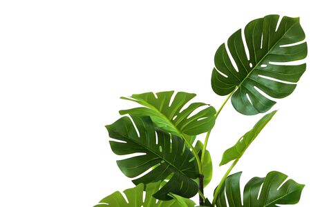 Branches and leaves of monstera on a white background. An isolated object. Copy space.の写真素材