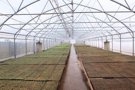 Sprouts of young greenery. Young sprouts of parsley or coriander. Growing vegetable crops in greenhouse.Season of growing crops.Top view.の写真素材