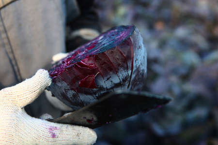 Red cabbage is cut in half in the hands of an agronomist. Vegetable crops. Agricultural work....