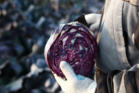 Cabbage head. Close-up. Red cabbage is cut in half. Vegetable crops. Agricultural work. Vegetable harvesting season. New harvest of cabbage.の写真素材