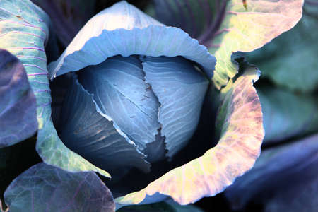 Head of cabbage. Close-up. Red cabbage in the field. Autumn harvest of vegetables. Agricultural work. Vegetable crops. Top view.の写真素材
