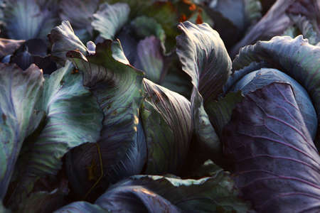 Red cabbage in the field. Cabbage harvest. Cabbage leaf close-up. Autumn harvest of vegetables....