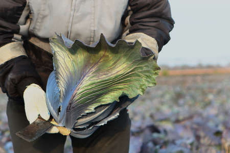 Seasonal picking of vegetables. A swing of cabbage in the agronomist's farm. Agricultural work....