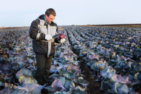 Vegetable harvesting season. An agronomist or farmer holds a head of red cabbage in his hands....