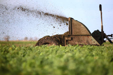 Agricultural work. Vegetable picking season. Autumn field work. Out of focus.Field work in autumn.の写真素材
