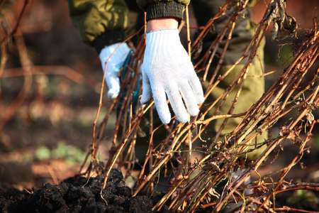 Autumn field work. Agricultural work. Vegetable picking season. Preparing the vine for winter.の写真素材