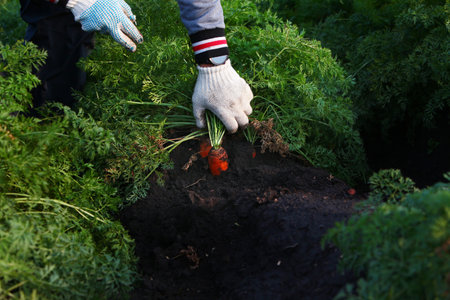 Farmer pulls carrots out of the garden. Hands in protective gloves. Seasonal picking of vegetables. Carrot harvest. Agriculture.の写真素材