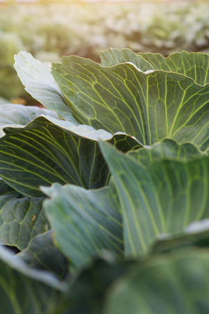 White cabbage leaves. Agriculture. Cabbage harvest. Close-up. Textured leaves. Photo for background.Vertical photo.の写真素材