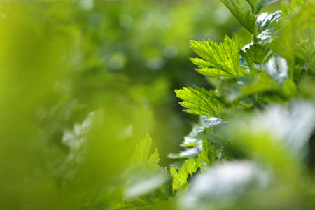 Green branches of celery. Collecting celery. Agriculture. Autumn harvest of root crops. Free place. Agriculture. Free place. Photo for the background. Out of focus. Close-up.の写真素材