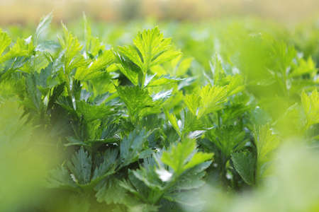 Green branches of celery. Collecting celery. Agriculture. Autumn harvest of root crops. Free place. Agriculture. Free place. Photo for the background. Out of focus.の写真素材