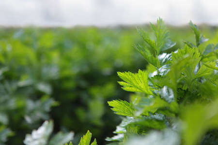 Green branches of celery. Collecting celery. Agriculture. Autumn harvest of root crops. Free place. Photo for the background. Out of focus.の写真素材