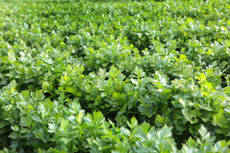Celery beds. Green stems.Organic farming. Vegetable harvesting season.Free place.A rich harvest of celery.の写真素材