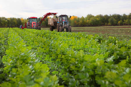 Agricultural machinery for harvesting celery. Collecting celery. Green leaves of a root vegetable. Agriculture. Organic farming. Vegetable harvesting season.の写真素材