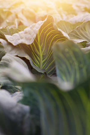 Cabbage leaves. White cabbage.Cabbage harvest. Close-up. Textured leaves. Photo for background. Vertical photo. Sunlight from above the frame.の写真素材