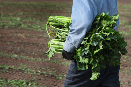 Farmer is holding a large armful of celery. An unrecognizable personality. The harvest season of vegetables and root crops. Autumn work on the farm. Organic farming. Farming.の写真素材