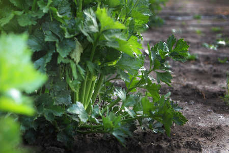 Celery in the ground. Celery in garden. Harvest season of vegetables and root crops. Autumn work on the farm. Organic farming. Seasonal work in the garden.の写真素材