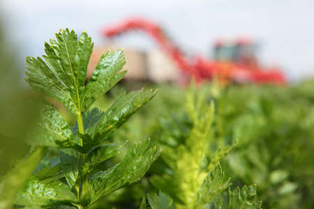 Celery leaves close-up on the background of agricultural machinery. The tractor is out of focus. Green leaves.の写真素材