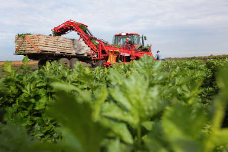 Agricultural machinery collects celery. Seasonal collection of vegetables and root crops. Celery is out of focus. Green leaves. Organic farming. Vegetable harvesting season.の写真素材