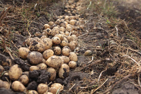 Potato beds in the field. Harvesting potatoes. Autumn work in the farm. Potato roots. Organic farming. Out of focus.の写真素材