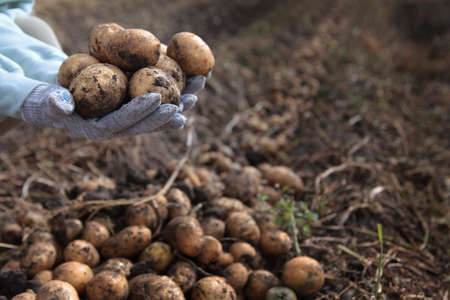 Potatoes in the hands. Harvesting potatoes. A new crop of potatoes. Autumn work in the farm. Organic farming.の写真素材