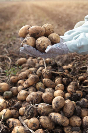 Potatoes in the hands. Harvesting potatoes. A new crop of potatoes. Autumn work in the farm. Organic farming. Vertical photo.の写真素材