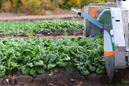 Spinach harvest. Agricultural machinery cuts spinach leaves in the garden beds. Farm concept. Organic farming.の写真素材