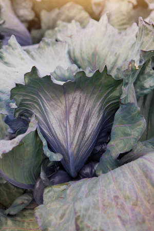 Red cabbage in the field. Agriculture. Cabbage harvest. Autumn harvest. Free space. Farming....