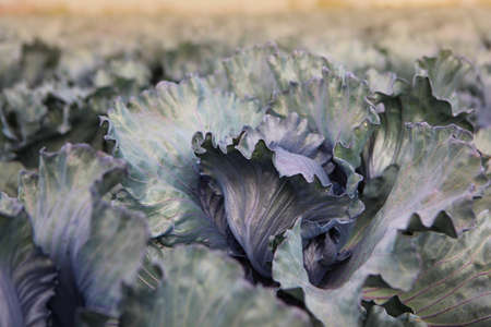Cabbage field. Cabbage leaves close-up. Vegetable harvesting season. Farming. Background photo.の写真素材