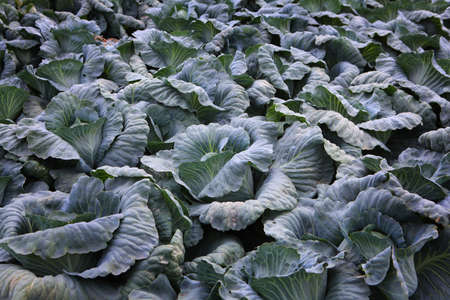 Cabbage field in the farm. The season of picking vegetables. Agricultural industry. The concept of farming and growing vegetables.の写真素材
