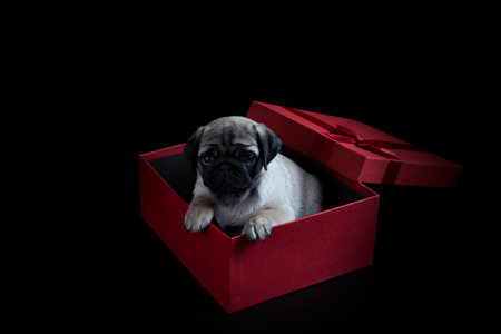 A cute pug is sitting in a red box. A pug dog as a gift for a holiday. The box is red with a...