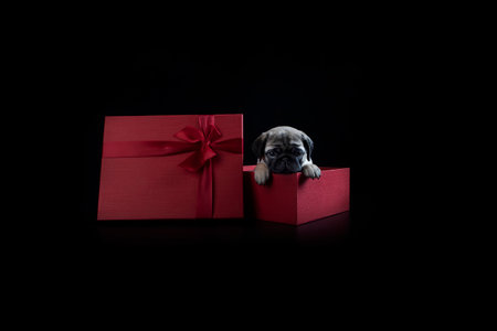 A pug puppy in a red box. A puppy as a gift. Festive packaging. A birthday present. Black background. Red gift box with bow.Copy space.の写真素材