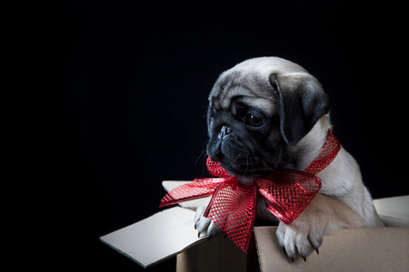 A puppy as a gift. A pug with a red bow is sitting in a box. A pug puppy. A birthday or holiday gift. Gift delivery. Black background.Copy space.の写真素材